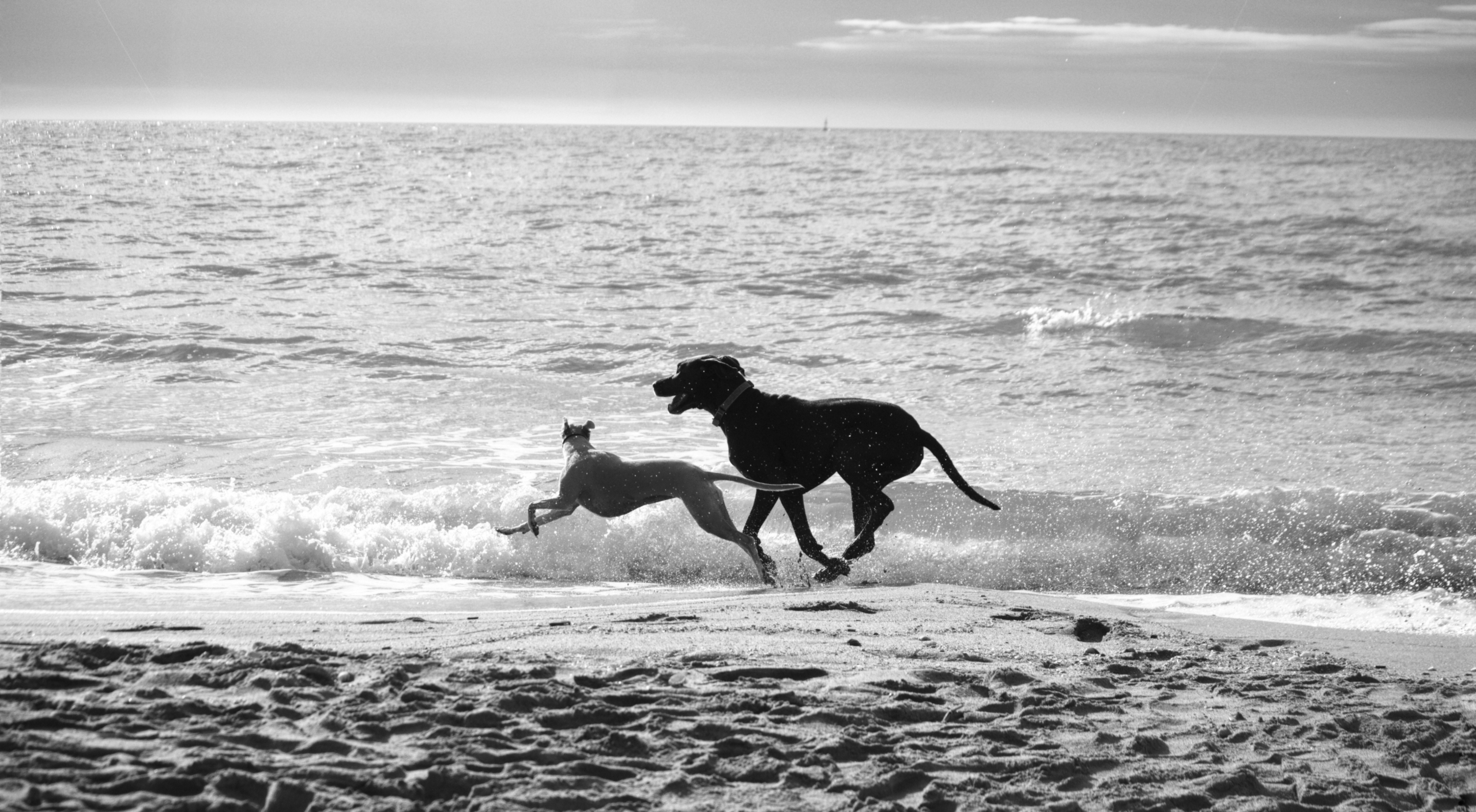 Dog Mom, Trail Walker, Brewery Explorer