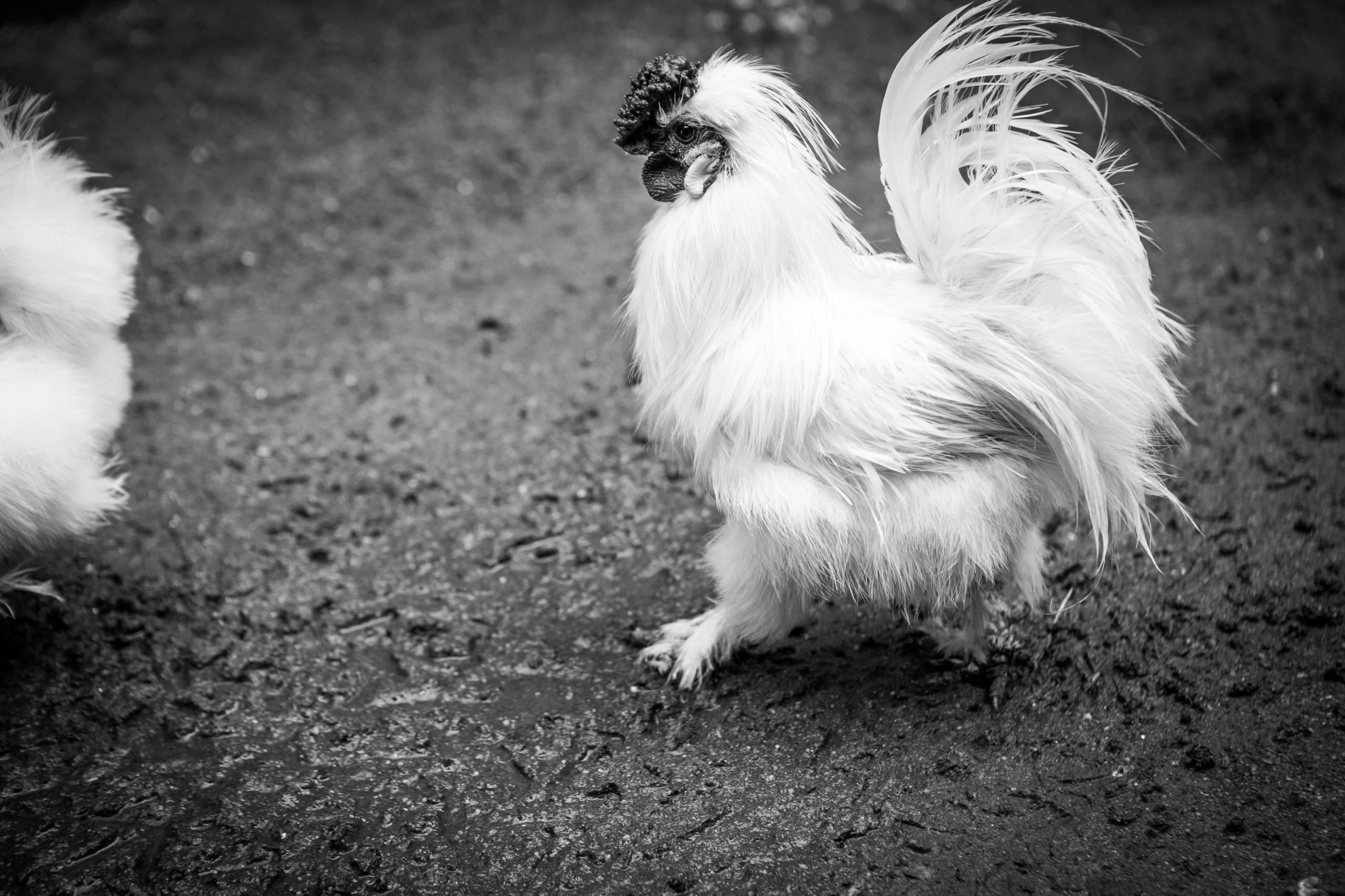 A Voice for the Voiceless in Animal Rescue