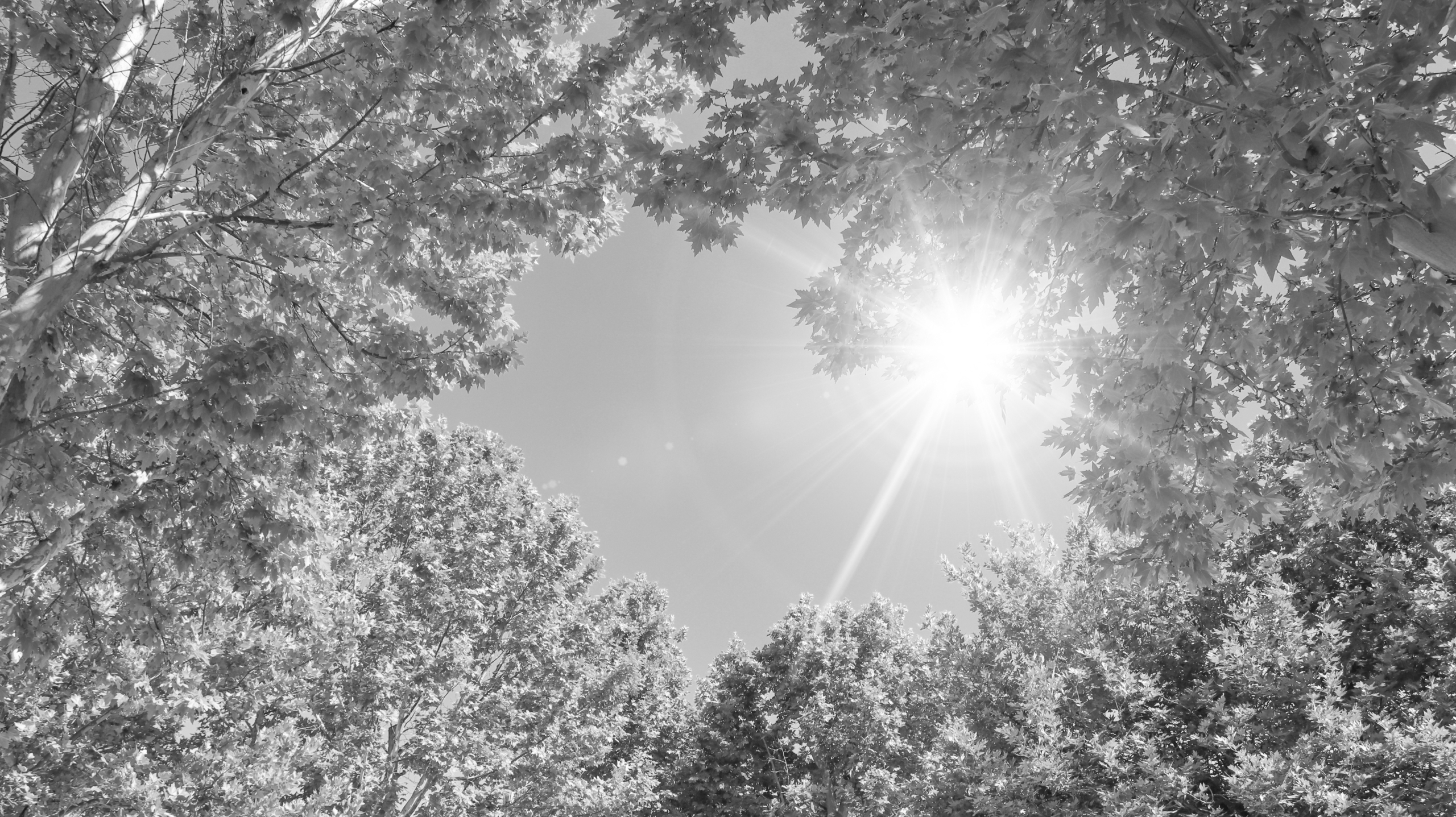 Finding Wonder in the Wild