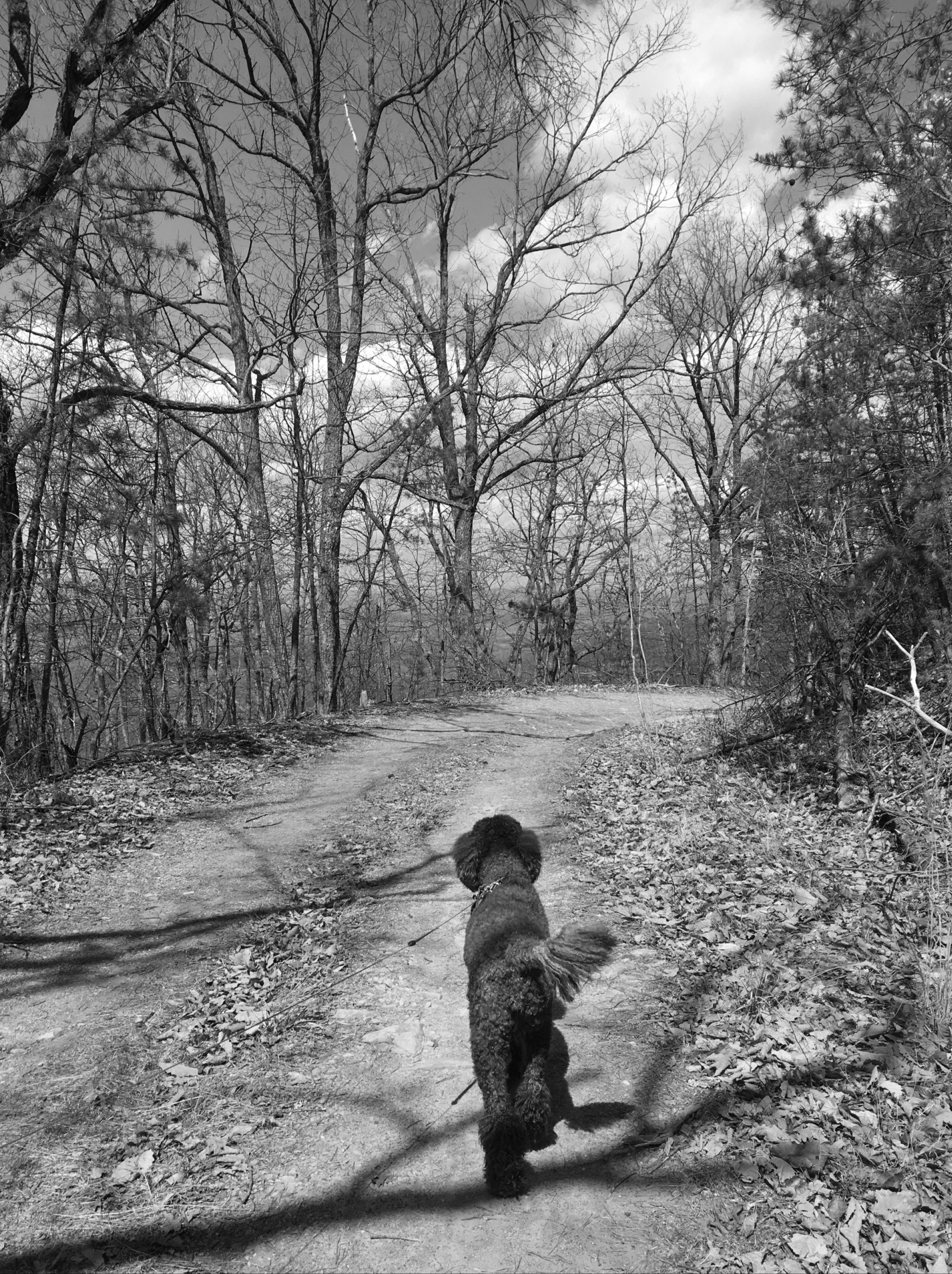 Weekend Explorer with a Four-Legged Sidekick