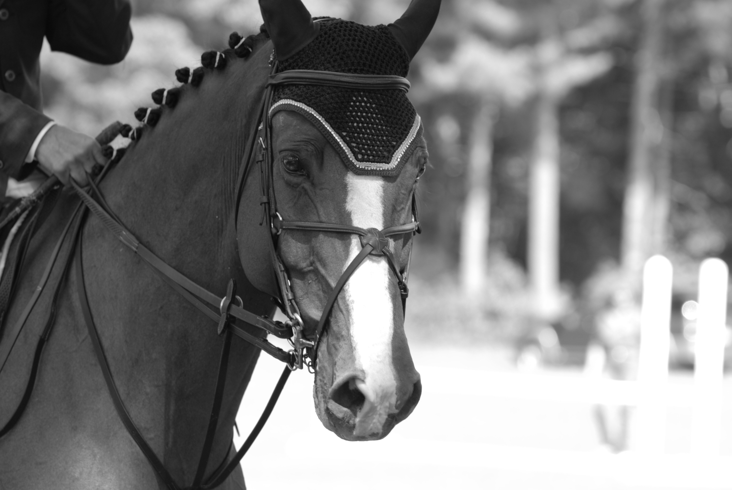 An Equestrian at Heart with a Trainer’s Discipline