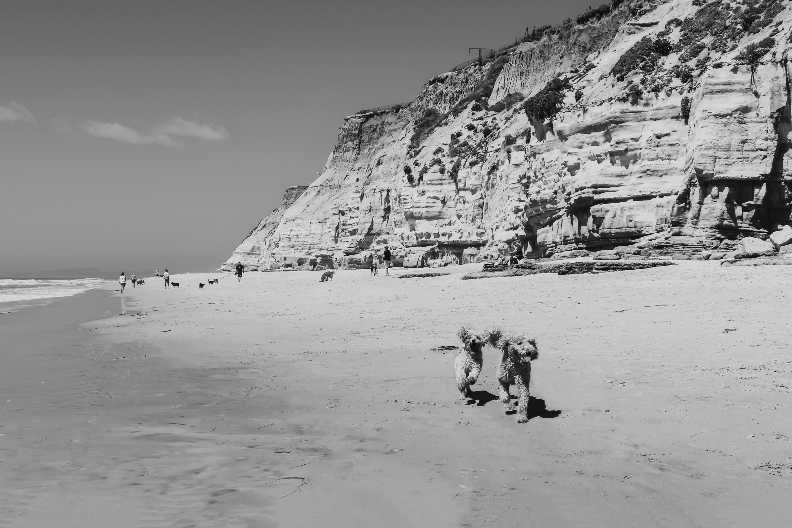 Sharing Life’s Joys With Martin, Her Beloved Beach-Loving Pup